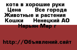 кота в хорошие руки › Цена ­ 0 - Все города Животные и растения » Кошки   . Ненецкий АО,Нарьян-Мар г.